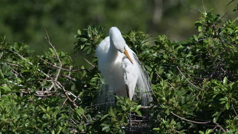 Great-white-Egret-in-breeding-plumage-preening-feathers,-Venice,-Florida,-USA