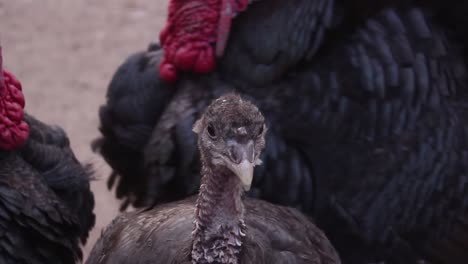 Closeup-of-little-turkey-chick-standing-between-adult-parents,-handheld,-day