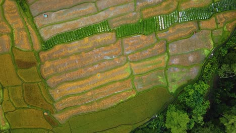 Wunderschöne-Filmische-Ubud-,-Bali-Drohnenaufnahmen-Mit-Exotischen-Reisterrassen,-Kleinen-Farmen-Und-Agroforstplantagen