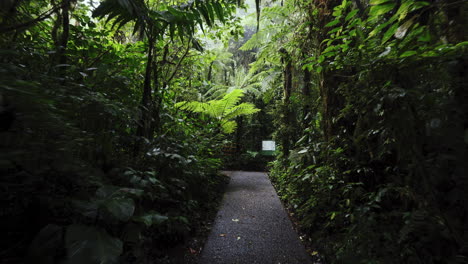 Wandern,-Trekkingpfad,-Wanderweg,-Naturschutzgebiet,-Tiefe-Wildnis,-Dschungel,-Reiseexpedition-In-Monteverde,-Costa-Rica