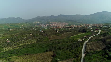 Aerial-flyover-olives-and-orange-Plantation-on-Farmland-sicily,Italy