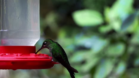 Ein-Paar-Grüne-Kolibris,-Die-In-Den-Amerikanischen-Trochilidae-Heimisch-Sind-Und-Wasser-In-Einer-Geschützten-Umgebung-Im-Dschungel-Von-Costa-Rica-Trinken