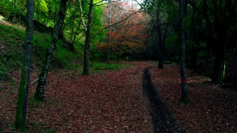 Waldweg-Im-Herbst-Voller-Blätter-Auf-Dem-Boden