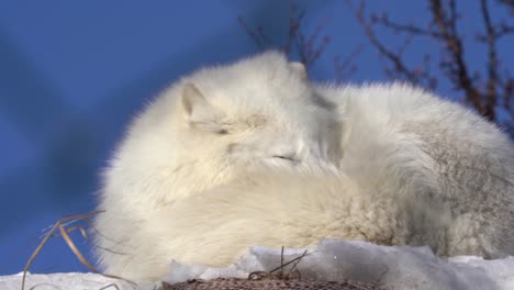 Sleepy-white-polar-fox-waking-up-and-looking-into-camera-with-a-sleepy-face---Static-winter-clip-with-fox-behind-soft-focus-blurred-netting-from-fence-in-foreground---Langedrag-Norway