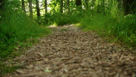 Slider-shot-of-a-path-in-the-forest
