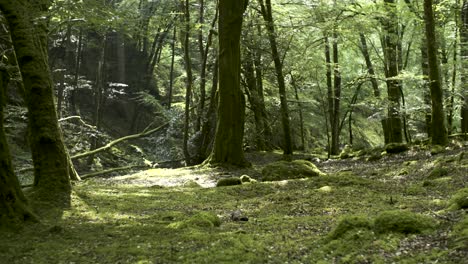 Un-Majestuoso-Bosque-Antiguo-En-Gales,-Reino-Unido