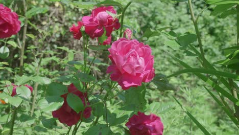 Gorgeous-pink-roses-fully-bloomed-surrounded-by-vegetation-on-a-sunny-day-in-spring