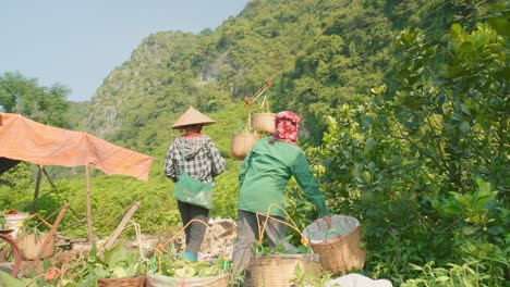 Panning-Shot-Of-Workers-Waiting-For-The-Fresh-Produce-In-Baskets-Coming-Down-The-Transport-Line-In-The-Chi-lang-District,-Lang-Son-Province,-Vietnam