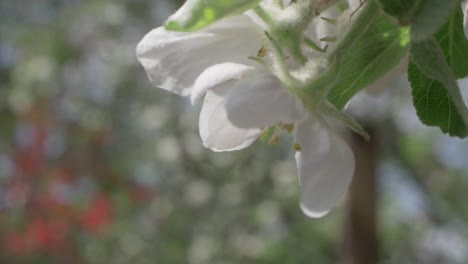 Apple-Tree-Blossom-In-Full-Bloom-Swaying-In-The-Wind,-Slow-Motion