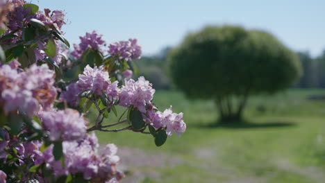 Closeup-Of-Blooming-Rhododendron-In-Rural-Landscape