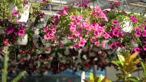 Flores-Y-Plantas-En-Una-Gran-Tienda-De-Jardinería-4k