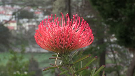 Close-up-of-a-protea-flower,-with-the-background-blurred-in-green-tones