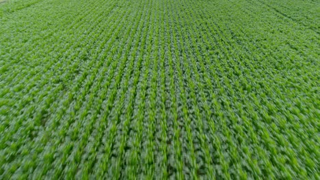 Überblick-über-Große-Bewirtschaftete-Ackerflächen-Mit-Grünen-Getreidefeldern-An-Einem-Bewölkten-Tag