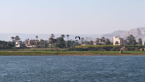 Bird-flying-over-the-Nile-river-with-felluca,-palm-trees,-and-sandy-hills-in-background,-Luxor,-Egypt