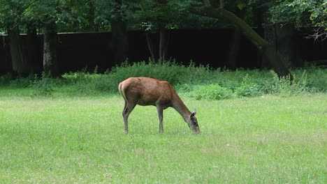 Roe-deer-grazing-in-Bialowieza-forest-Poland