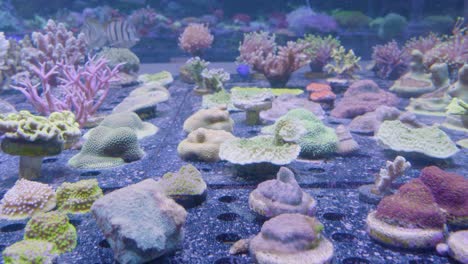 Ein-Aquarium-Mit-Verschiedenen-Korallen-Am-Boden-Und-Kleinen-Schwimmenden-Sargo-Fischen-Im-Hintergrund