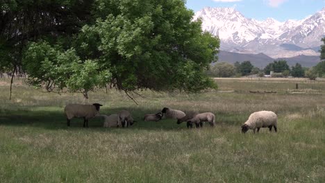 Sheep-grazing-under-a-tree-shade-with-the-California-Sierra-Nevada-Mountains-behind,-Dolly-left-shot