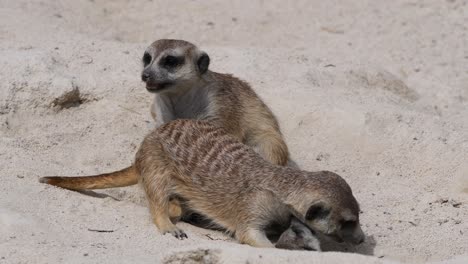 Young-Meerkats-fighting-and-biting-each-other-outdoors-in-sand-and-hole-during-summer