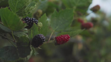 Black-and-red-blackberries-growing-in-field,-close-up-racking-focus