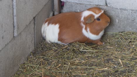 Guinea-pigs-and-babies-in-livestock-farming-in-Perú,-South-America