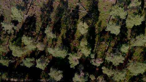 Aerial-top-down-view-of-a-thin-forest-with-the-trees-seen-from-above-throwing-long-shadows-transitioning-into-a-field-of-dry-moorland-vegetation-at-sunset