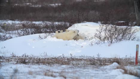 Polar-bears-in-shallow-snow-pit-takes-a-day-nap,-gives-a-big-yawn