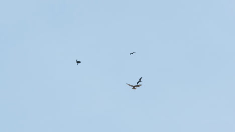 Slow-motion-wide-shot-of-three-crows-chasing-after-a-hawk-and-taking-turns-harassing-it