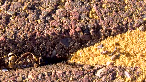 Ameisenloch-In-Den-Ziegeln