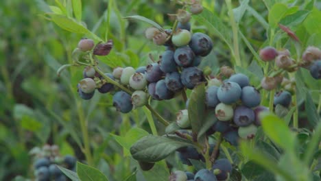 Close-up,-Blueberry-clusters-on-bush-swaying-in-wind-at-nursery-in-Huelva,-Spain