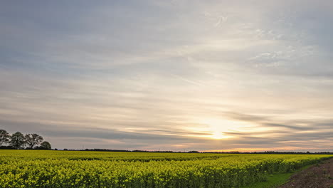 Timelapse-shot-over-canola-field-during-evening-time-with-sun-going-over-the-horizon