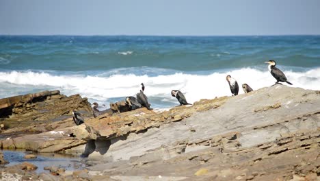 Pájaros-De-Playa-Del-Cabo-Oriental-Acicalándose-Mientras-Una-Gaviota-Vuela-Hacia-La-Ola-Detrás-De-Ellos