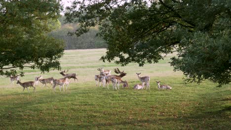Stags-Showing-Their-Dominance-in-the-Herd