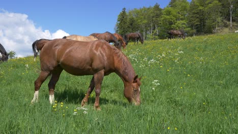 Group-of-happy-horses-grazing-on-grass-field-in-alps-during-sunny-day-and-blue-sky---slow-motion