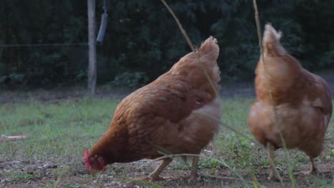 Zwei-Hühner-Picken-Im-Gras