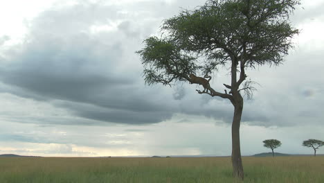 Leopardo-Dando-La-Vuelta-En-Una-Rama,-Durante-La-Puesta-De-Sol,-Maasai-Mara,-Kenia