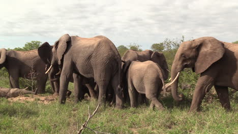 Manada-De-Elefantes-Africanos-Pastando