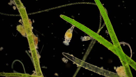 Mikroskopisch-Kleine-Rotifera-Filterfutter-Zwischen-Wasserpflanzen