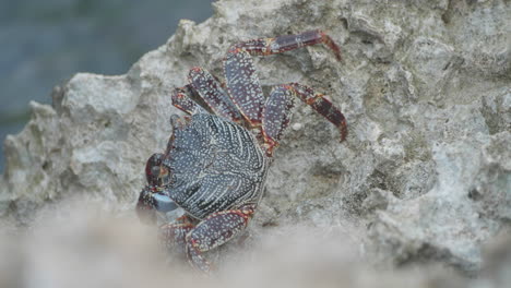 Eine-Sally-Lightfoot-Krabbe-Spaziert-An-Einem-Felsigen-Ufer-In-Aruba-Entlang
