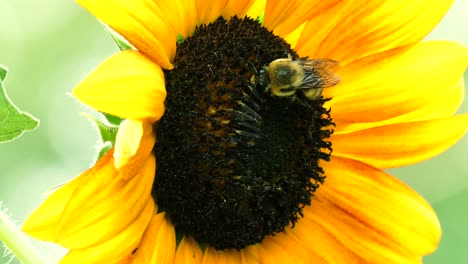 4K-Aufnahme-Von-Bienen,-Die-An-Einem-Sonnigen-Sommertag-Eine-Sonnenblume-Bestäuben