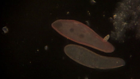 Mikroskopisch-Kleine-Blepharismen-Bewegen-Sich-Mit-Zilien