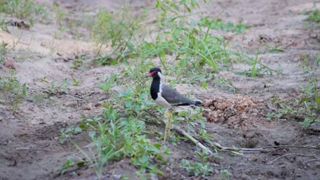common-Indian-lapwing