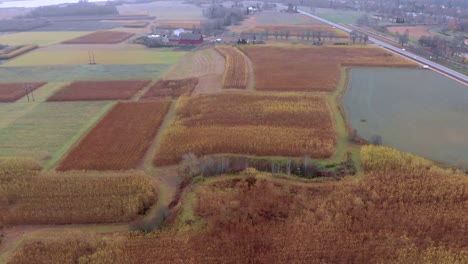Drone-footage-flying-over-fields-of-Salix,-on-a-cloudy-day-in-October