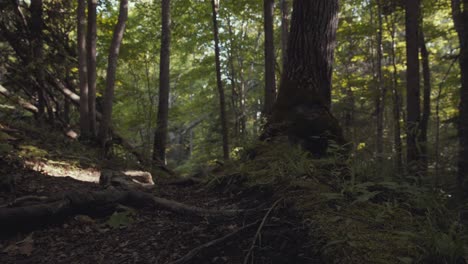 Dolly-Kamerafahrt-über-Dem-Moosbedeckten-Boden-In-Einem-üppigen-Grünen-Wald