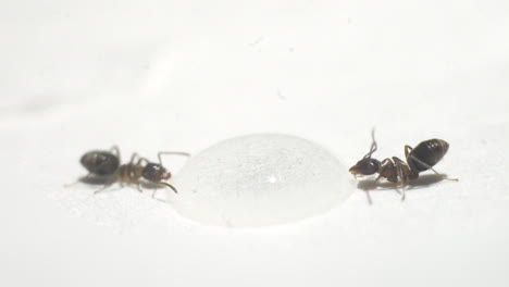 Ants-drinking-from-a-droplet