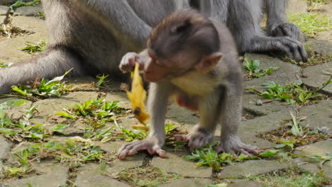 Young-Monkey-with-his-Mother