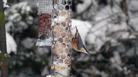 Winter-snowy-setting-of-a-Nuthatch-perching-on-a-bird-feeder