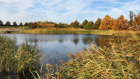 Autumn-view-of-the-lake-with-reeds