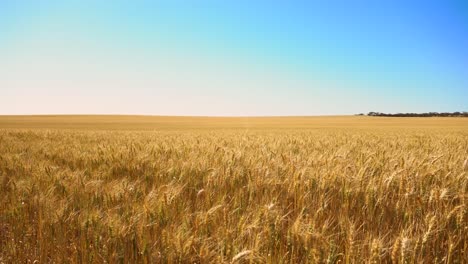 Wheat-in-the-summer-sun