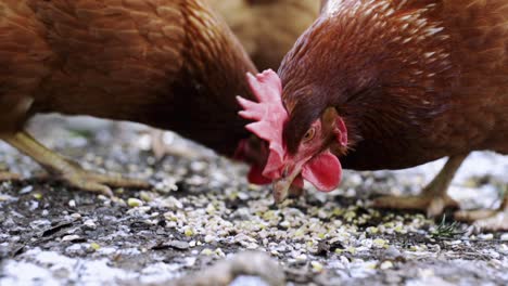 Chickens-eating-seeds-in-slow-motion
