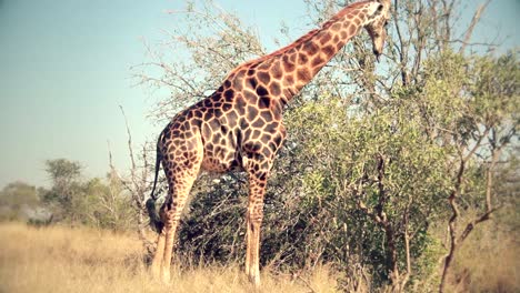 A-very-rare-black-giraffe-walking-freely-in-africa